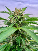 Gelato #44 - Feminisierte Samen - Indica