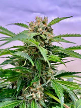 Gelato #44 - Feminisierte Samen - Indica