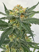 Gorilla Glue - Feminisierte Samen - Indica