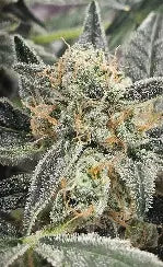 Gelato - Autoflower Samen