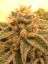 Blueberry - Autoflower Samen - Indica