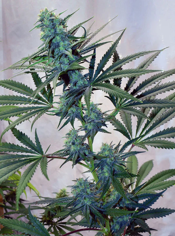 Skunk Haze Samen (Mr Nice) 15er Pack - Sativa