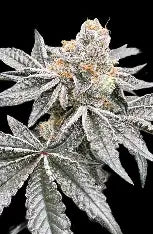 Girl Scout Cookie - Autoflower Samen - Indica
