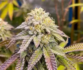 Ice Cream Cake - Feminisierte Samen - Indica