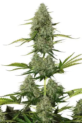 Critical - Autoflower Samen - Indica