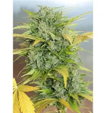 AK 47 - Autoflower Samen - Sativa
