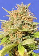 Cookiez - Autoflower Samen