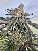 Oreoz - Feminisierte Samen - Indica