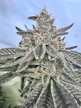 Oreoz - Feminisierte Samen - Indica