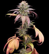 Sherbanger #22 - Feminisierte Samen - Hybrid