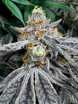 RS11 - Feminisierte Samen - Hybrid