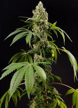 Galactic Guava - Feminisierte Samen - Indica