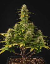 Girl Scout Cookie - Autoflower Samen - Indica