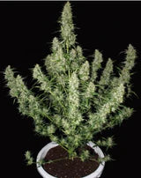 Magnum - Feminisierte Samen