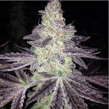 Mendo Breath - Feminisierte Samen - Indica