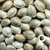 RS11 - Feminisierte Samen - Hybrid