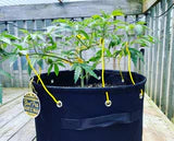 BudPots® von BudTrainer® - verschiedene Größen