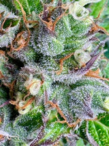 Gelato #44 - Feminisierte Samen - Indica