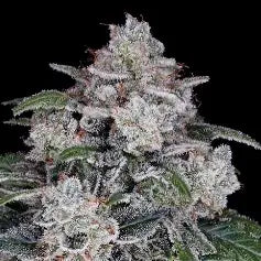 MAC - Autoflower Samen