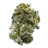 Girl Scout Cookie - Autoflower Samen - Indica
