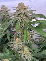 Blueberry - Autoflower Samen - Indica
